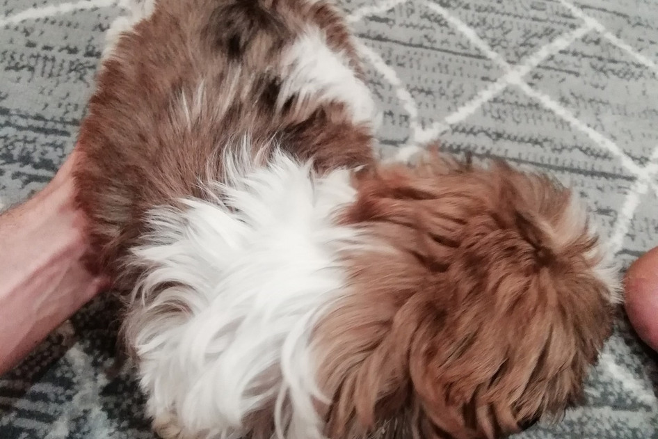 Идеальные щенки Ши-Тцу