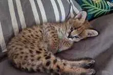 Erakordne Serval: savanni elegants teie kodus