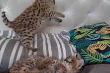 Erakordne Serval: savanni elegants teie kodus