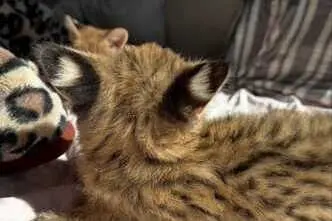 Erakordne Serval: savanni elegants teie kodus