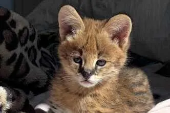 Erakordne Serval: savanni elegants teie kodus