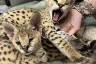 Erakordne Serval: savanni elegants teie kodus