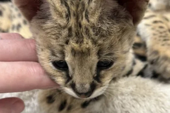 Erakordne Serval: savanni elegants teie kodus