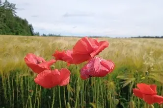 Chevrolet Kalos, petrol, manual, front-wheel drive