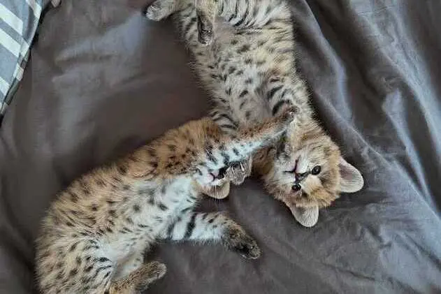 Erakordne Serval: savanni elegants teie kodus